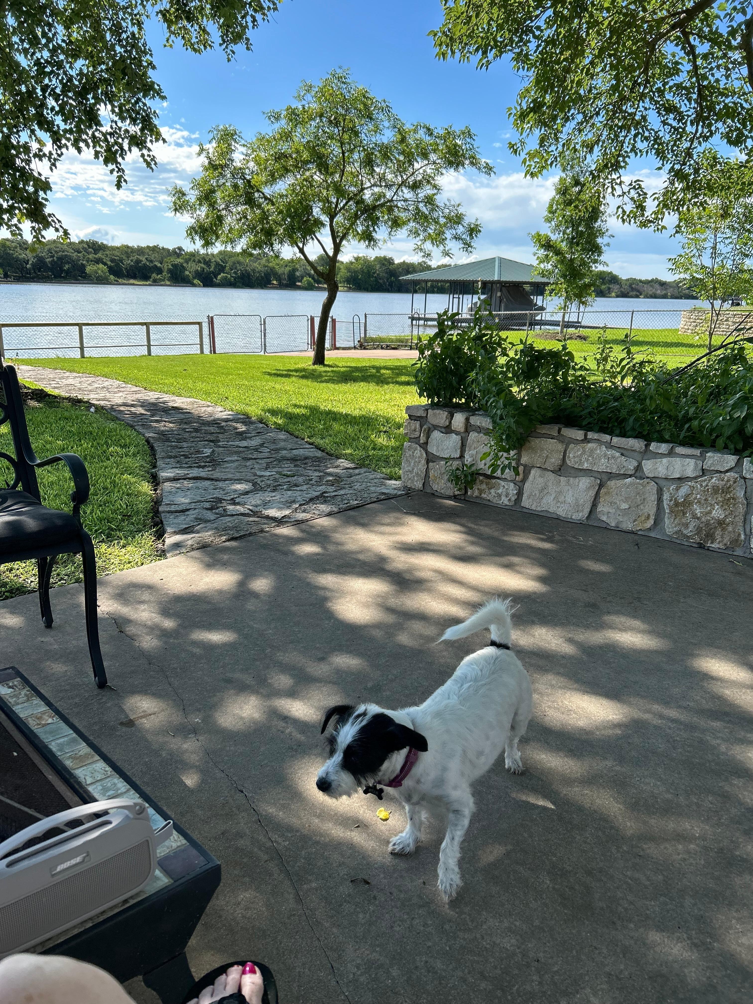 Lovely backyard, lots of birds & squirrels to chase.