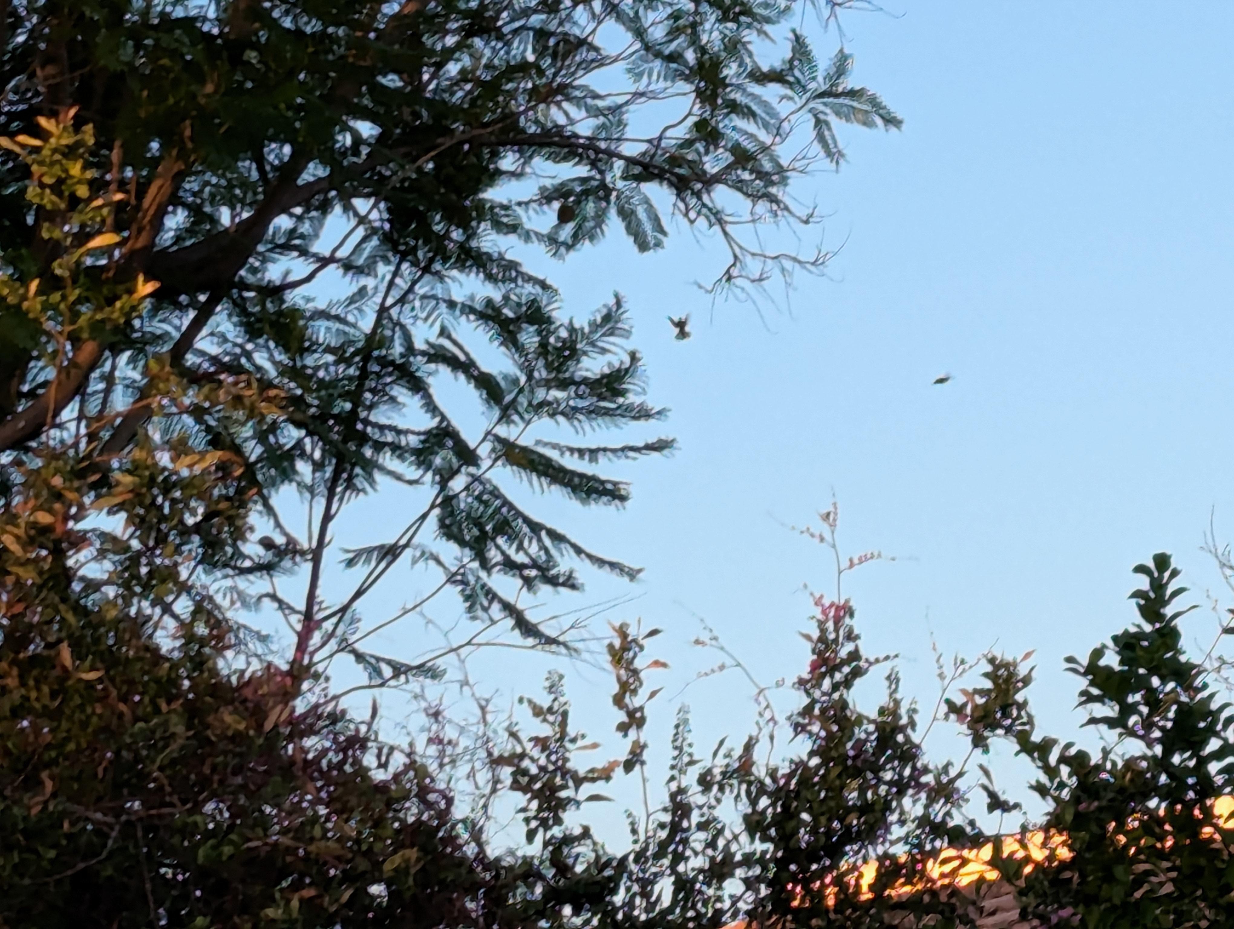 Hummingbird all day.