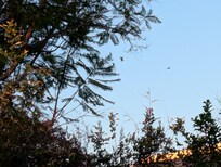 Hummingbird all day.