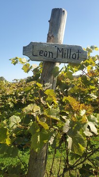 South Hero winery