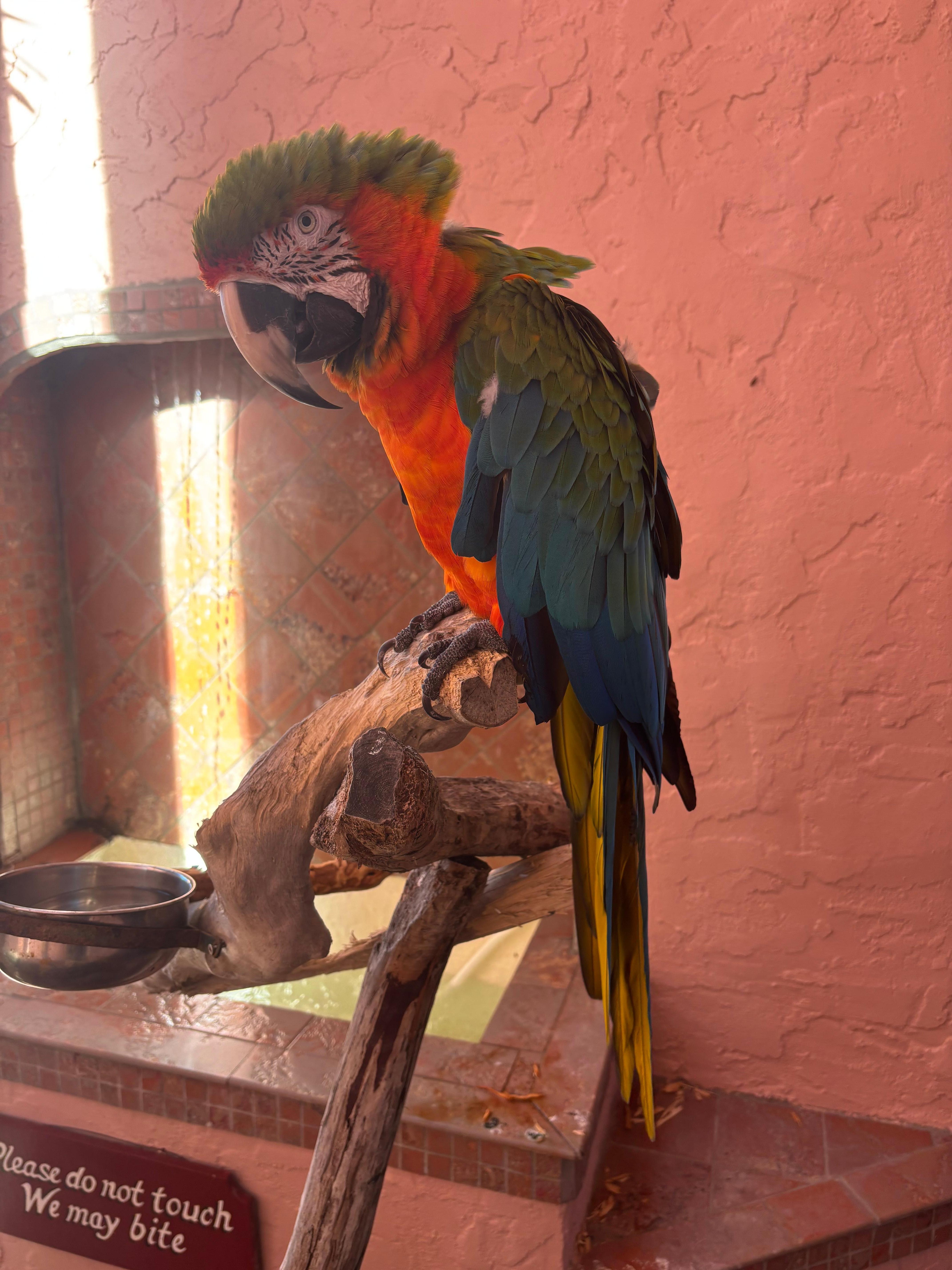 Amazing parrots just hanging around. Hilarious!