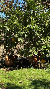 Free range chickens around property