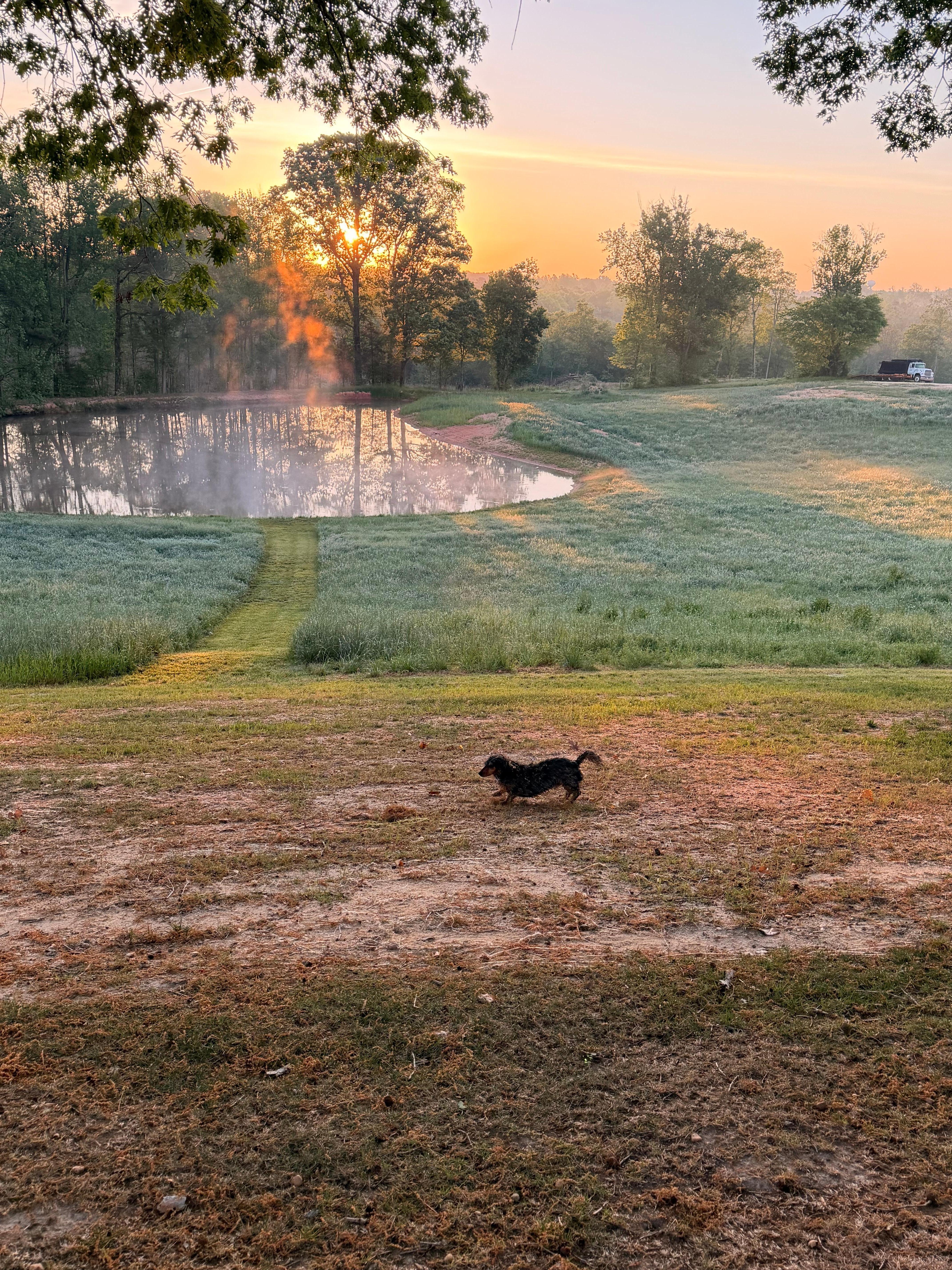 Our dog enjoying the property. 