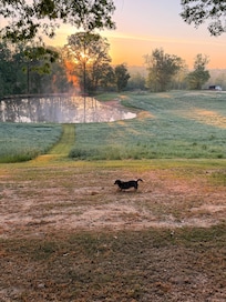 Our dog enjoying the property.