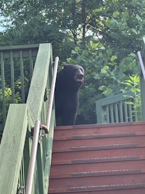 Meeting a bear at the steps