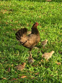 Chickens everywhere