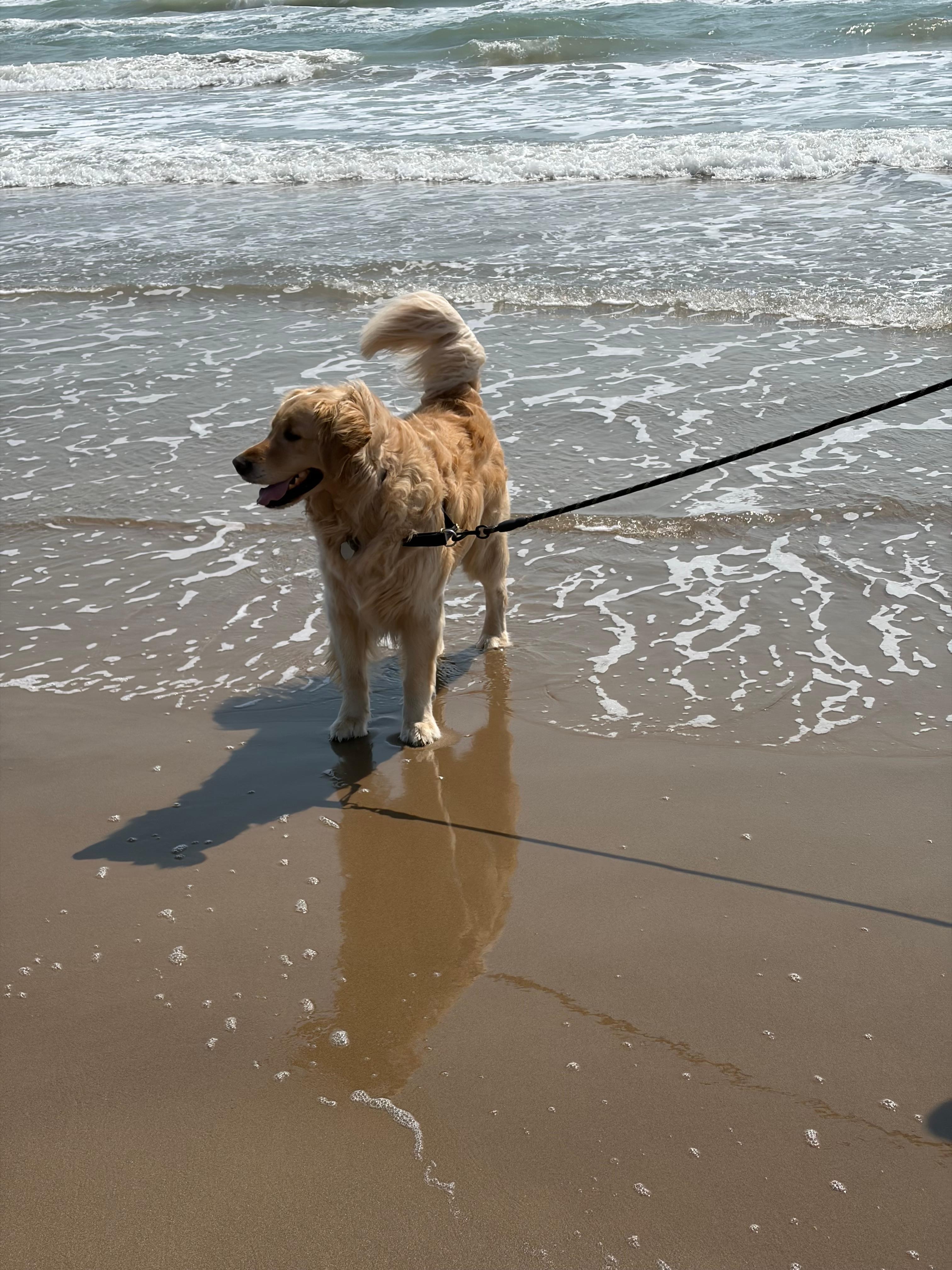 Our boy Finn loved walking the beach!