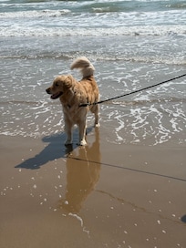 Our boy Finn loved walking the beach!