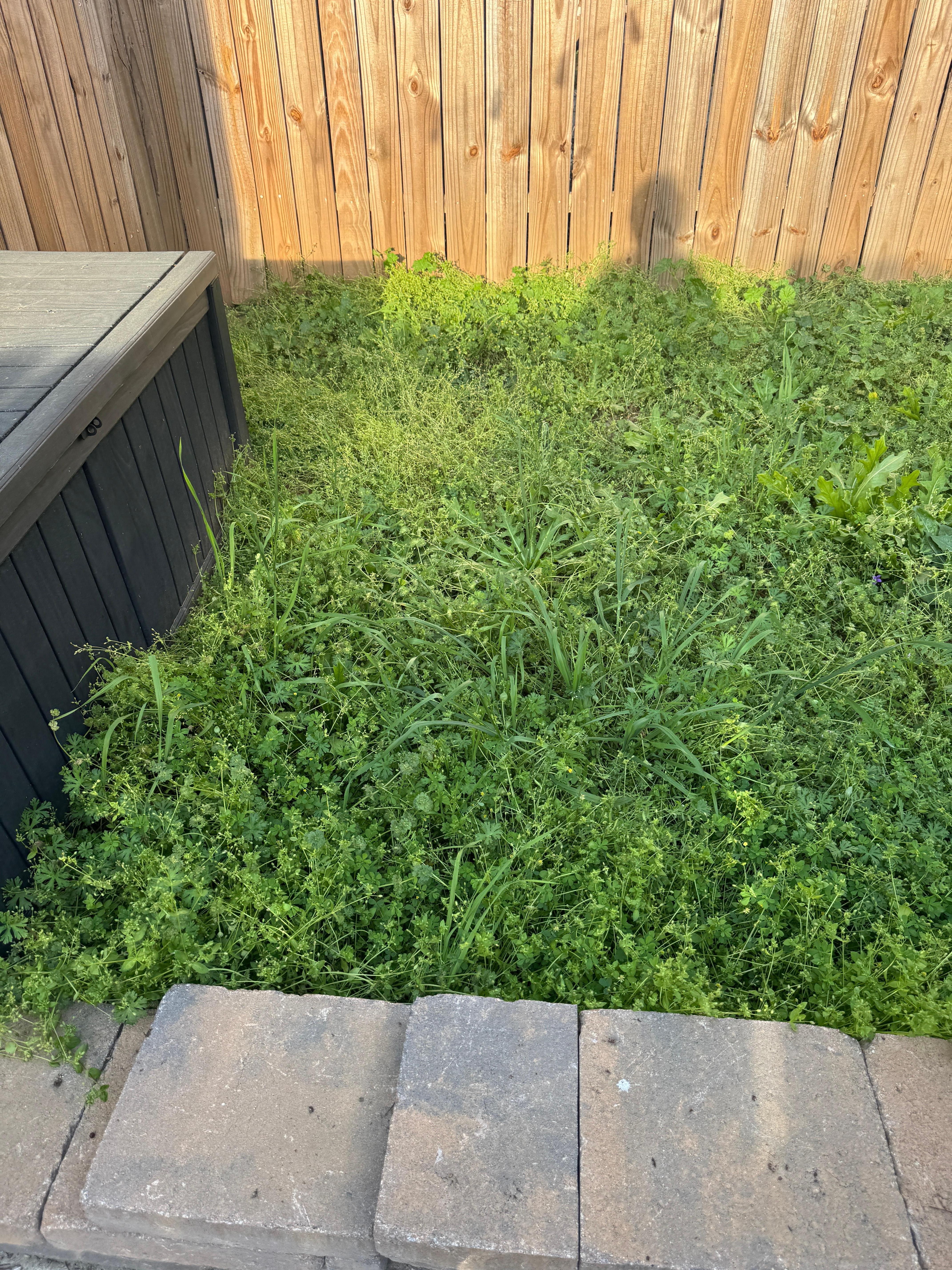 Seriously overgrown yard 
