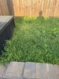 Seriously overgrown yard