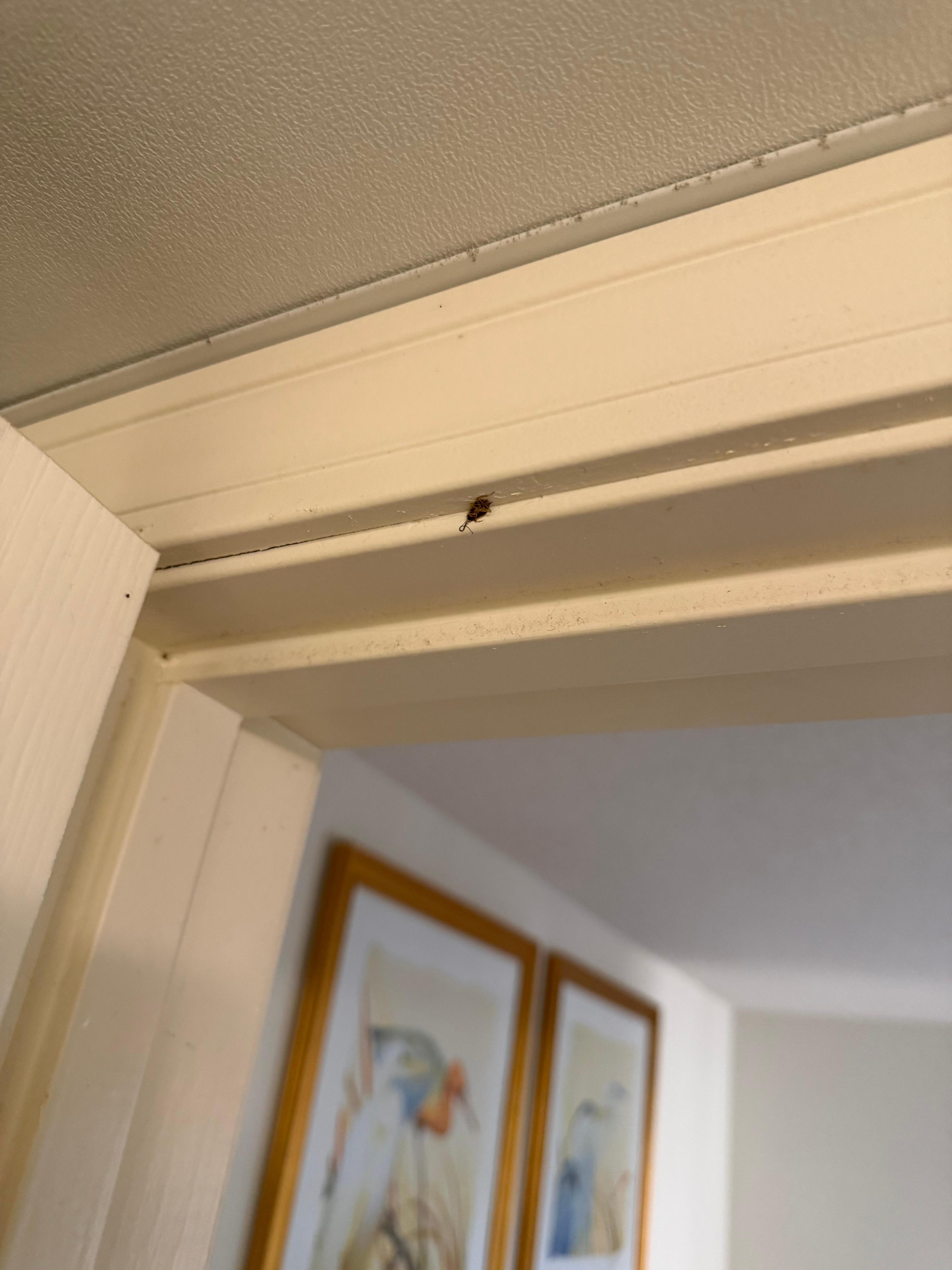 A dead roach on the door frame.