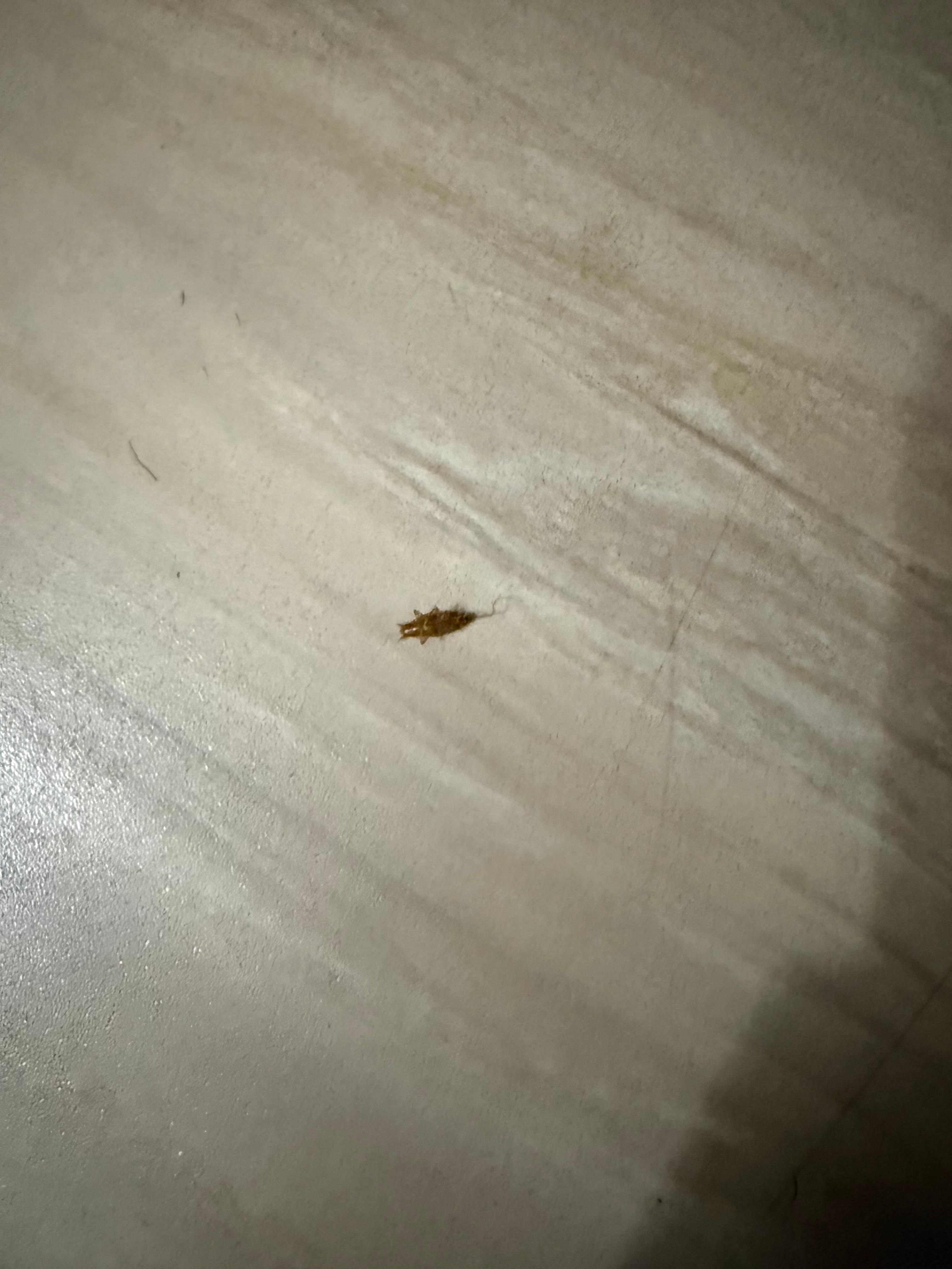 Small bug resembling cockroach 