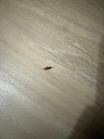 Small bug resembling cockroach