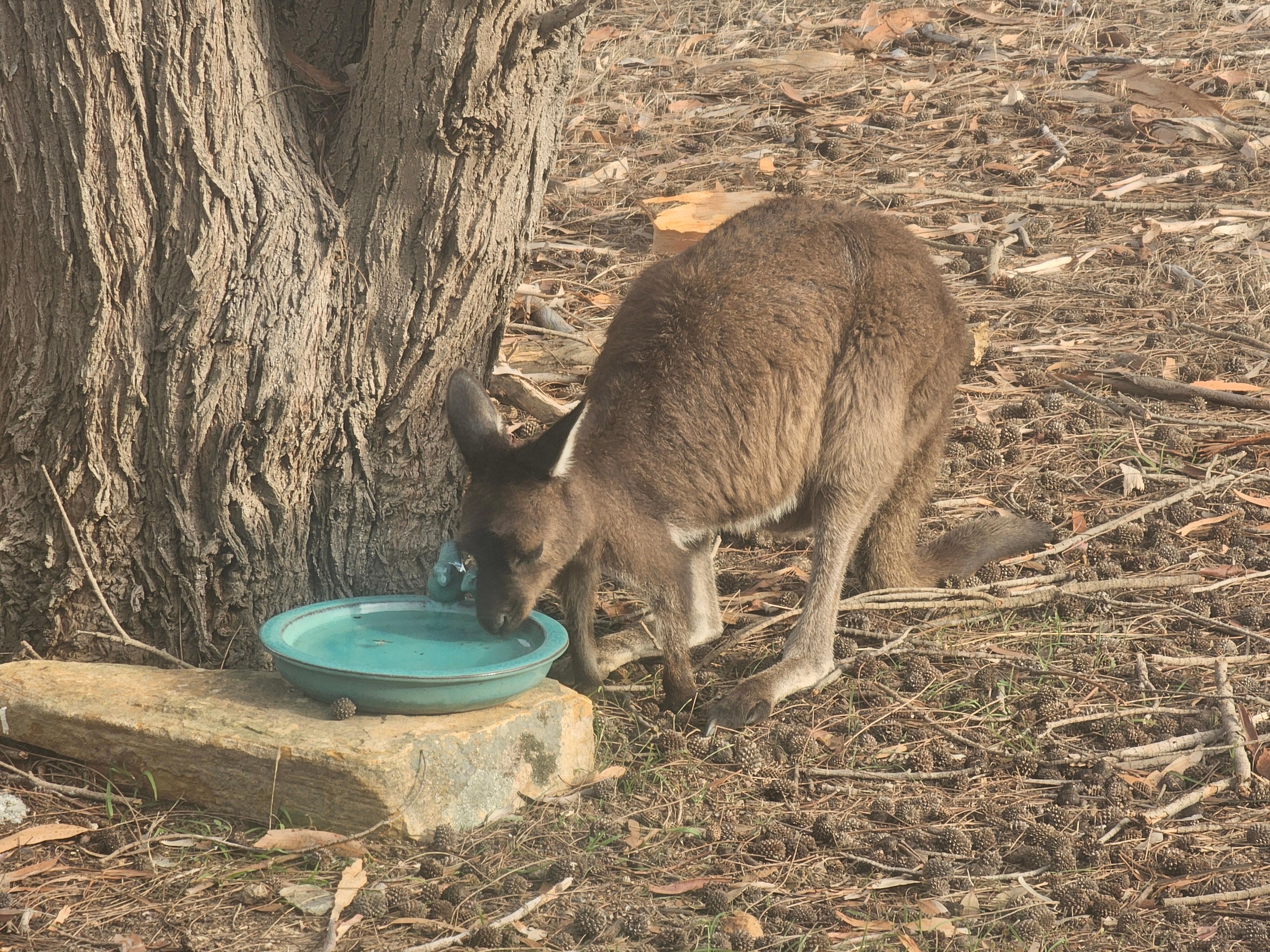 So sweet to watch the wallabies.  