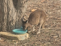 So sweet to watch the wallabies.