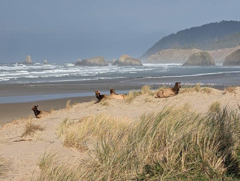 Elk in the sun on the beach
