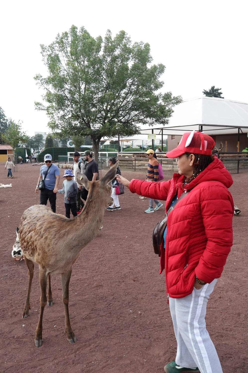 Alimentación a los venados 