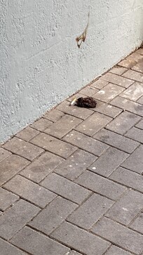 Das war eines morgens neben der Tür