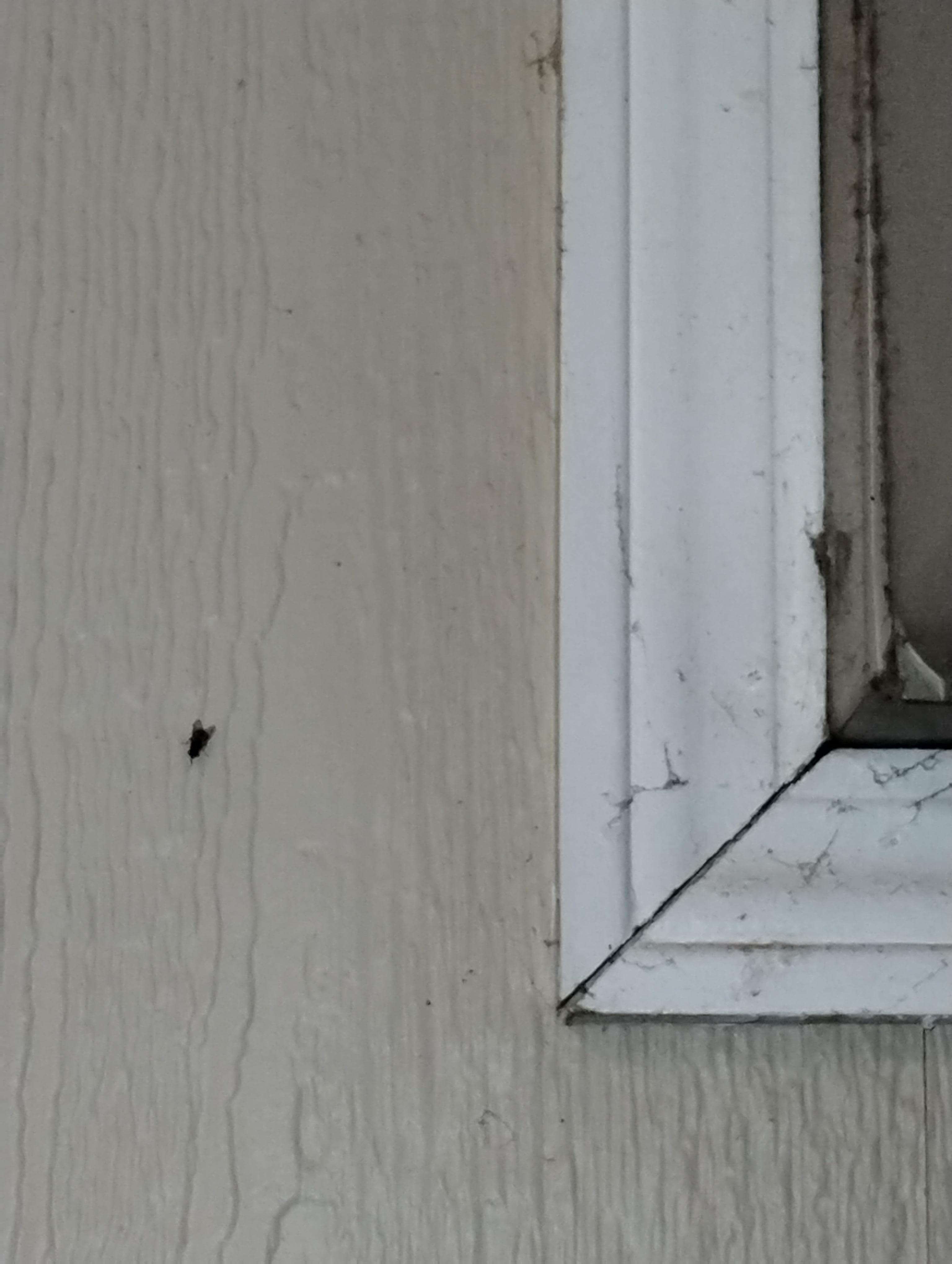 Dusty walls and flies