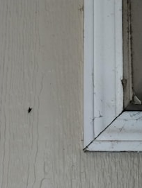 Dusty walls and flies