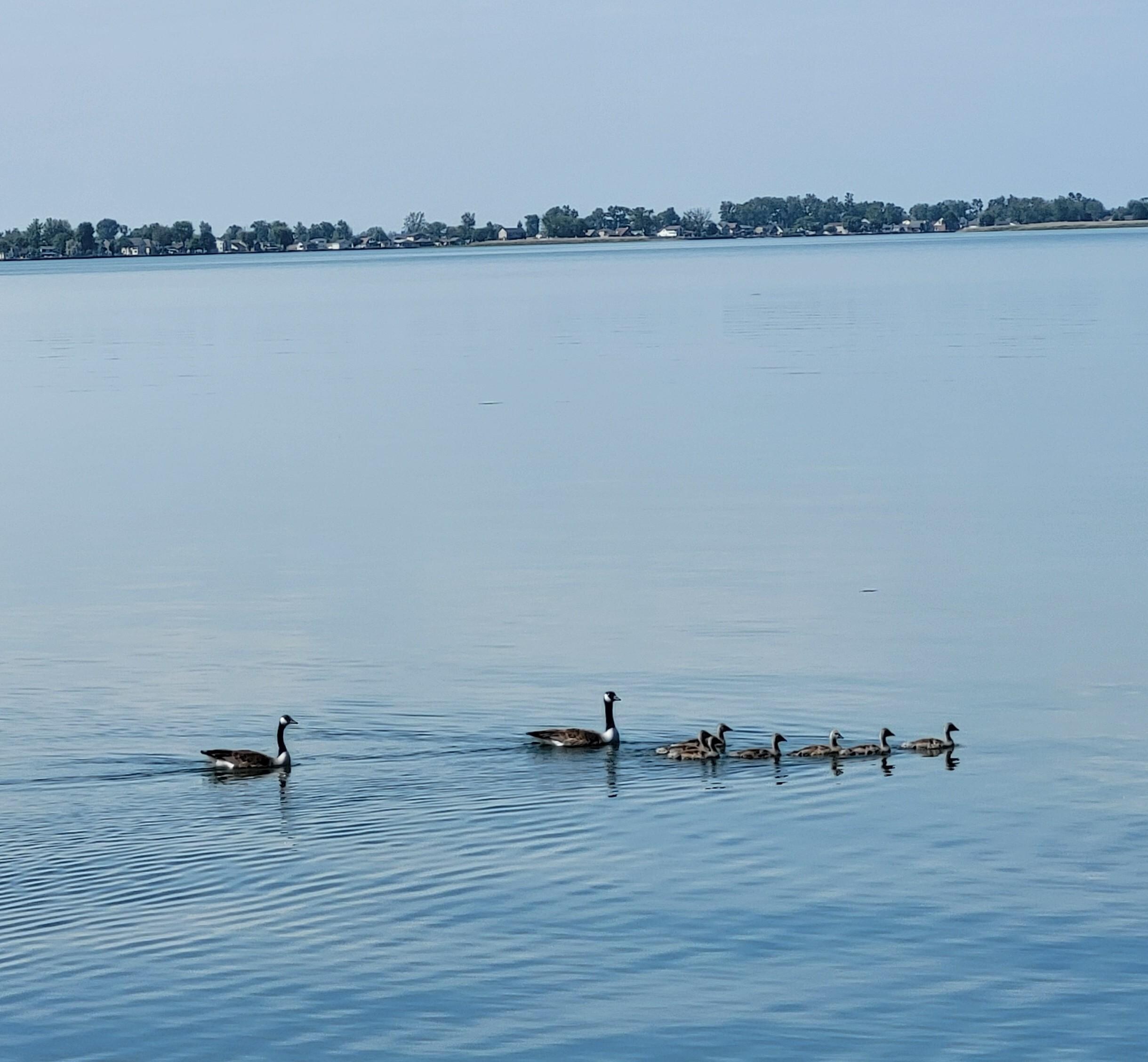 Geese/Goose family gliding by