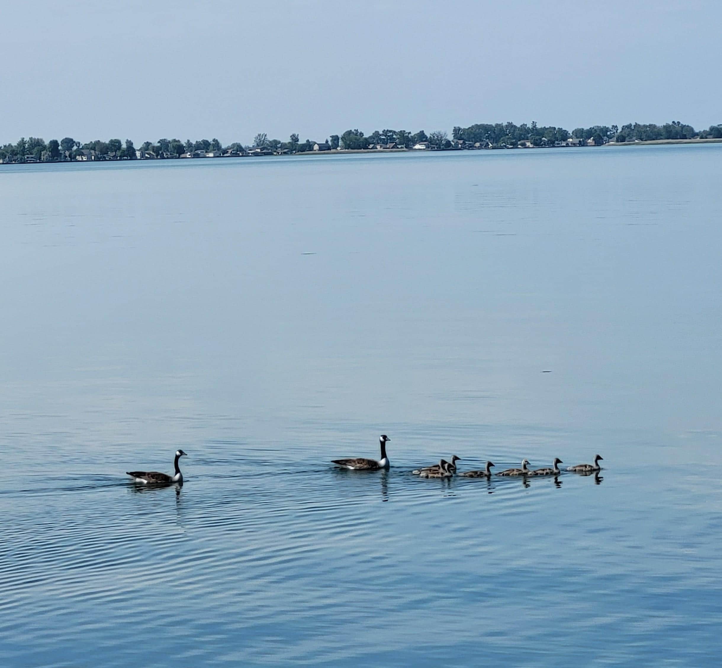 Geese/Goose family gliding by