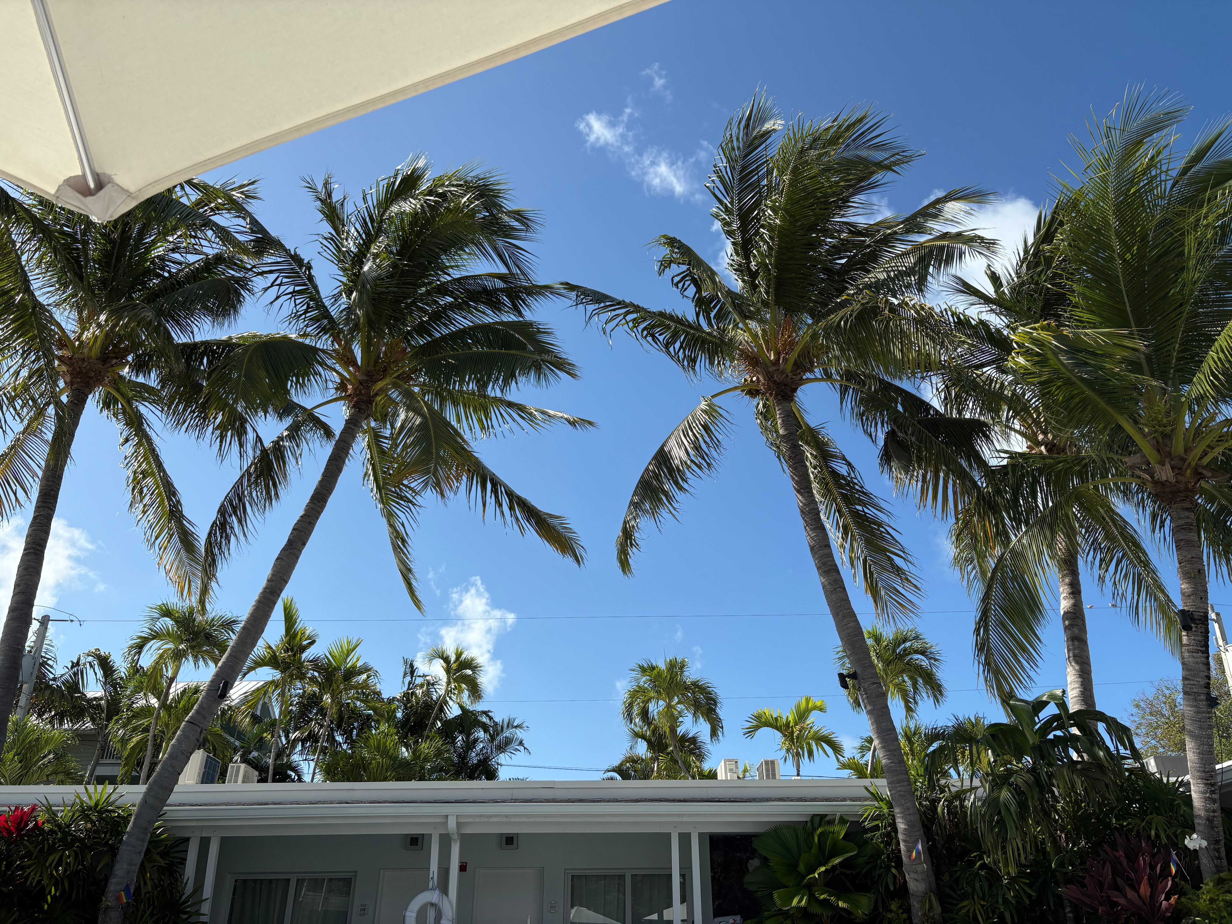 Pool view!