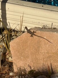 Lots of little lizards to see!