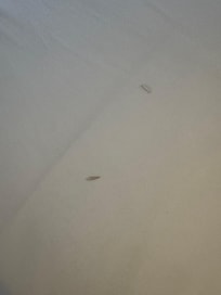 Bug wings that were in the bathroom.