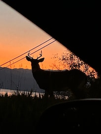 Saw a buck