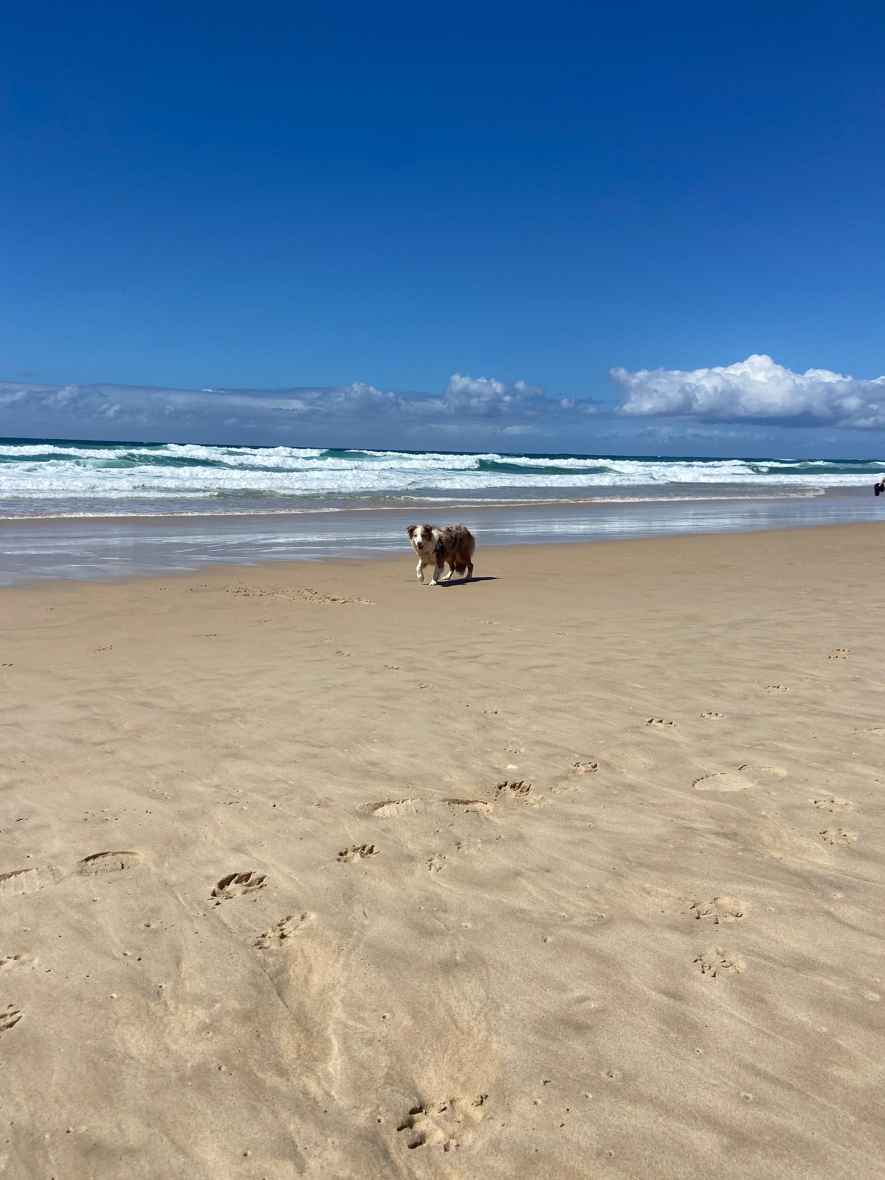 We were so happy to have our fur babies with us 