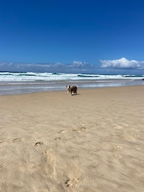 We were so happy to have our fur babies with us