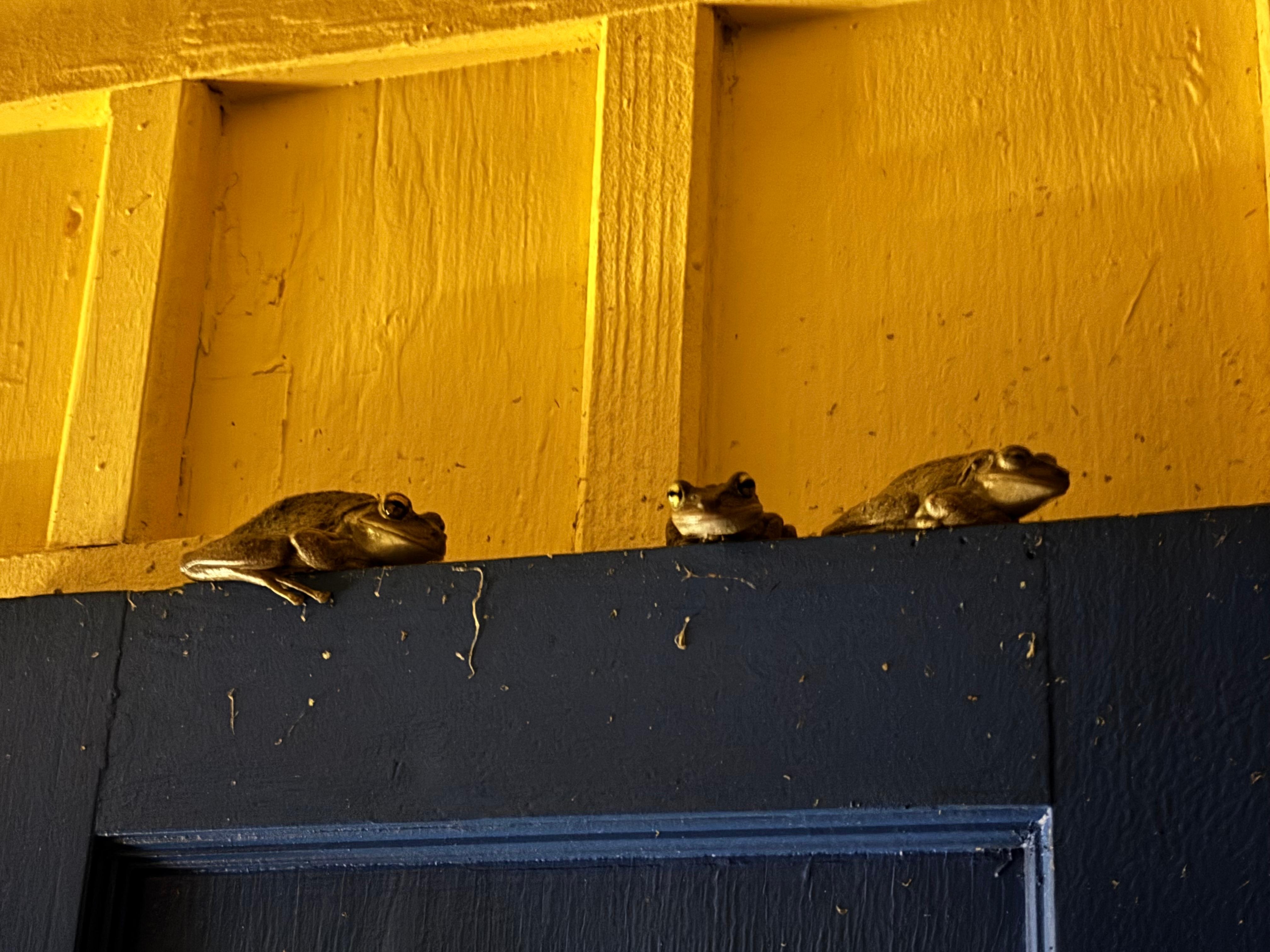 These three cuban tree frogs serenaded us in the evening. 