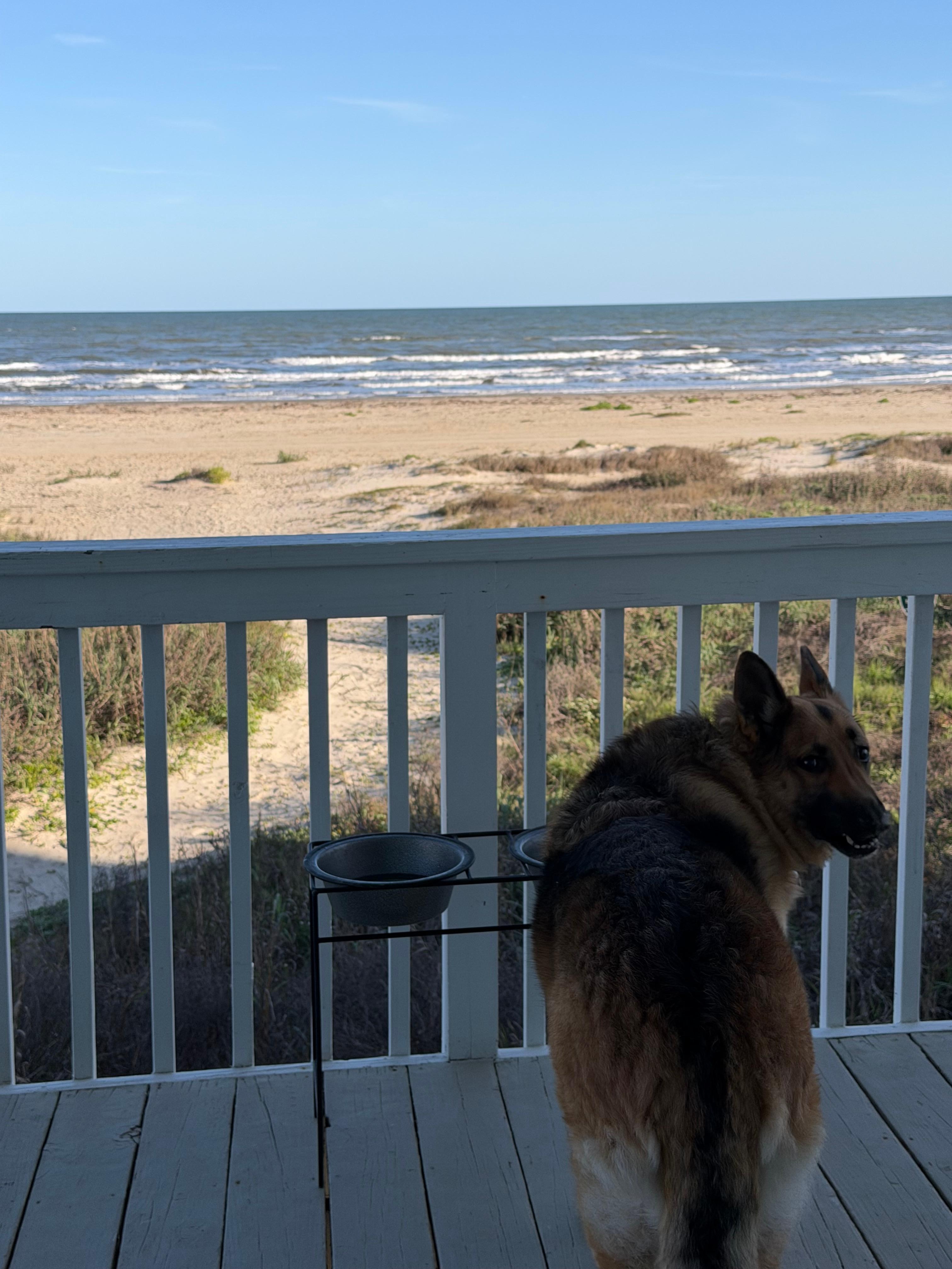 Our sweet girl enjoyed dinner with a view