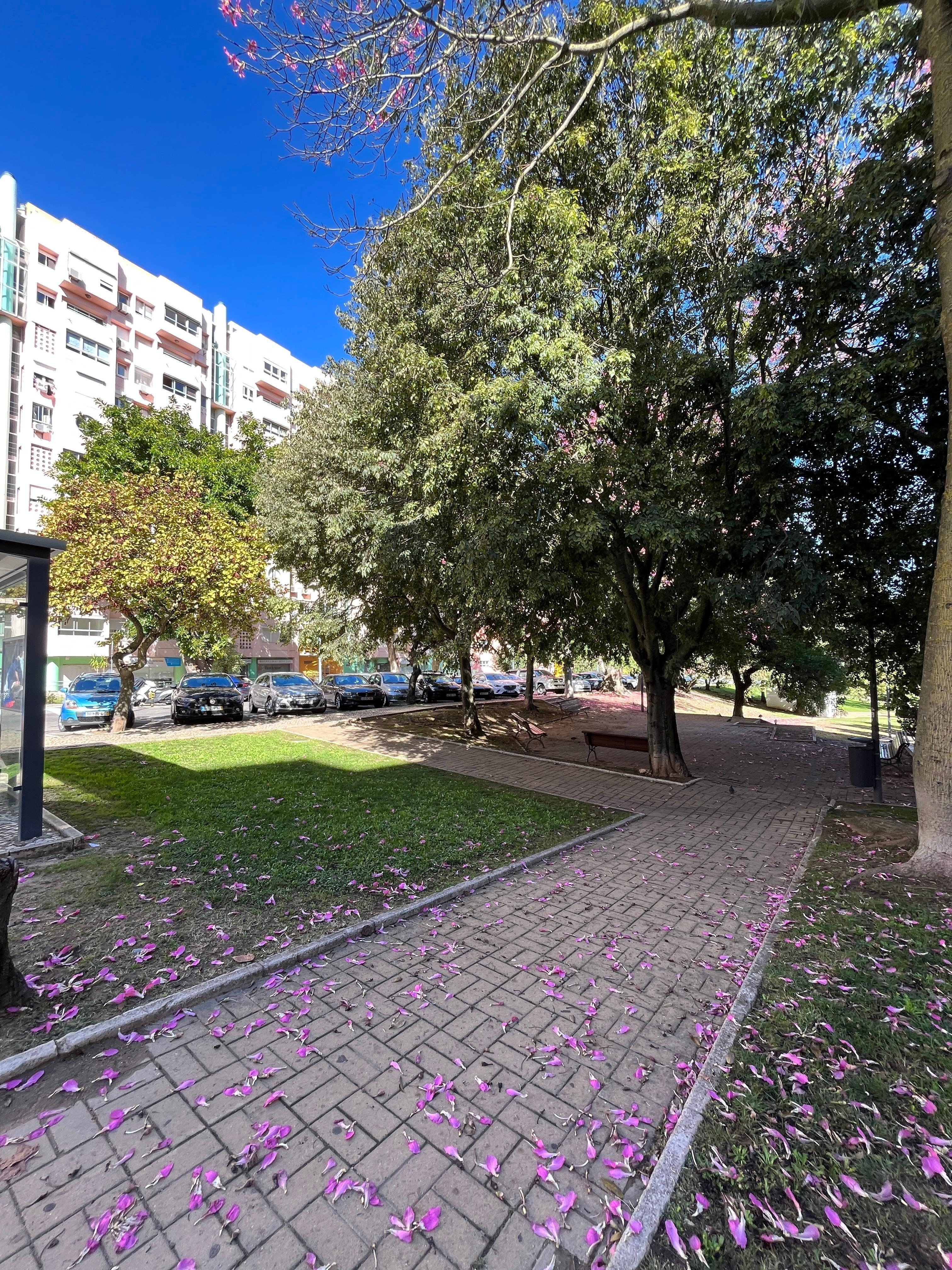 The park behind the apartment. The balcony is visible on the right next to the trees.