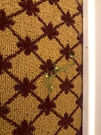 Debris/plant (the room was clearly not vacuumed)