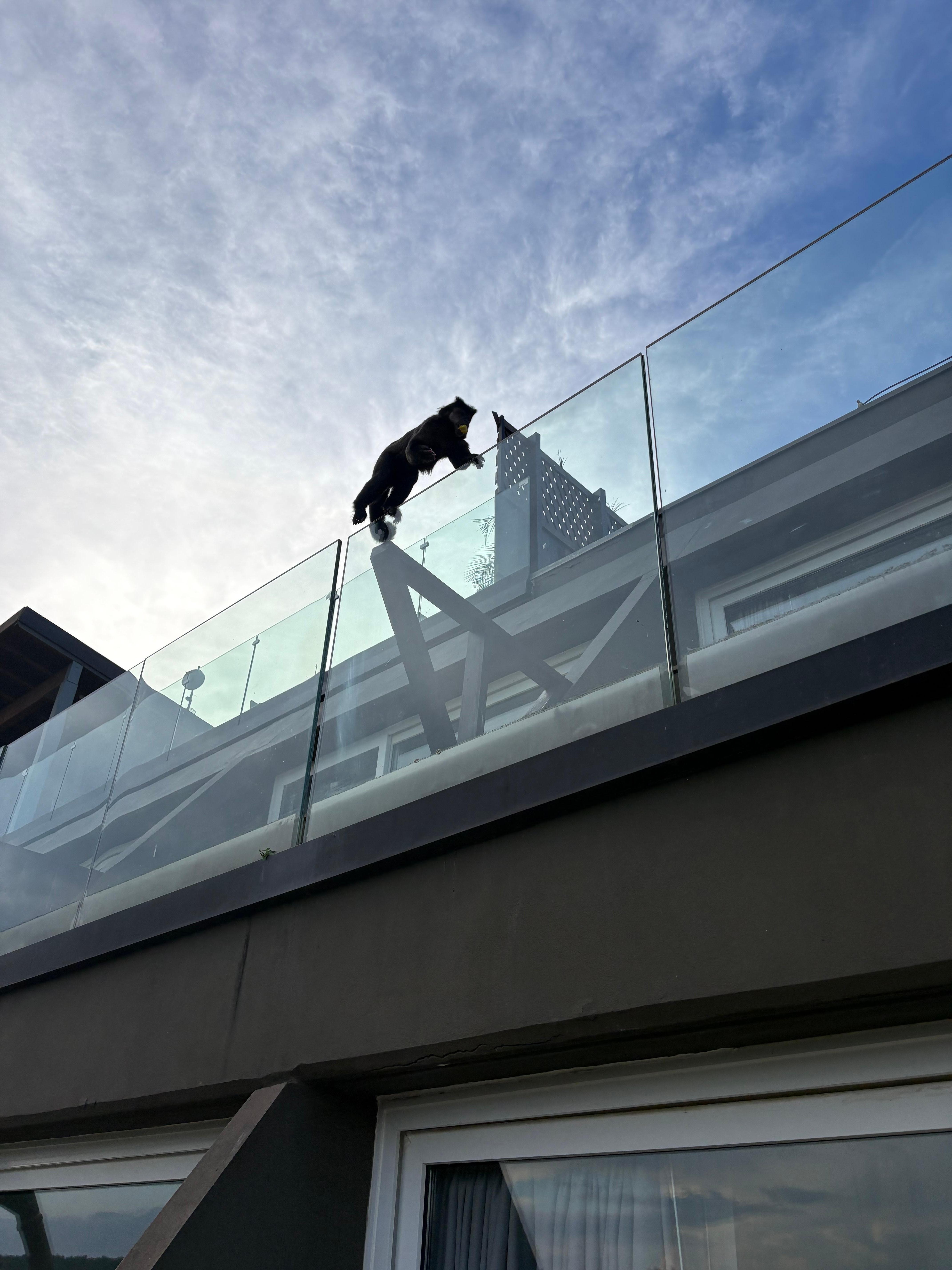 Monkey hanging on the floor above