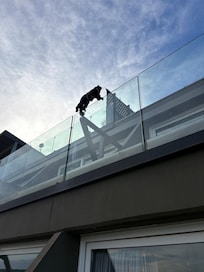 Monkey hanging on the floor above