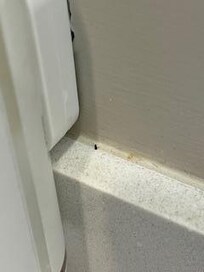 dirt and ant to backsplash next to lotion container