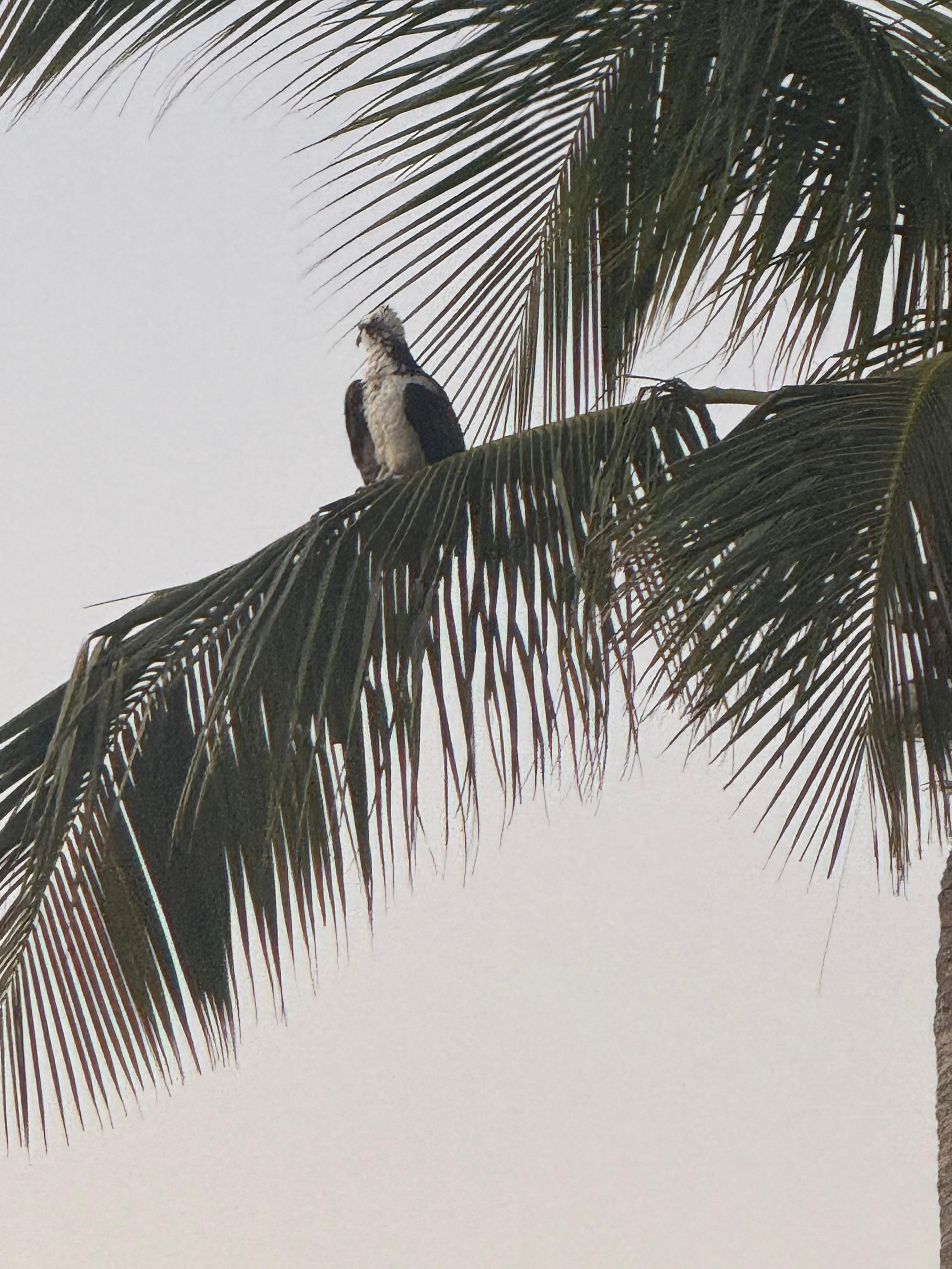Local Osprey hanging out