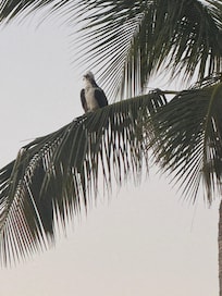 Local Osprey hanging out