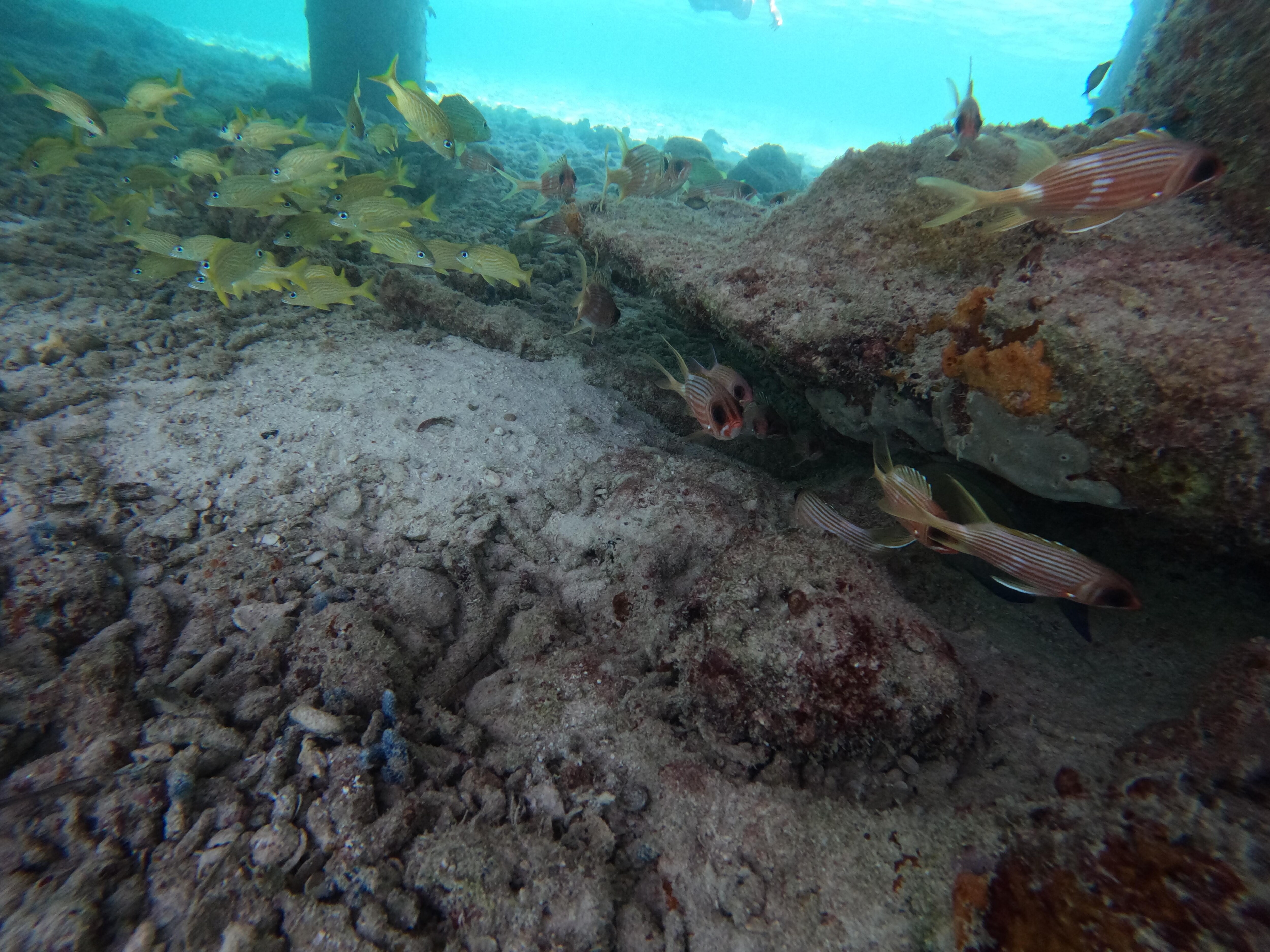 Rum Point Pier