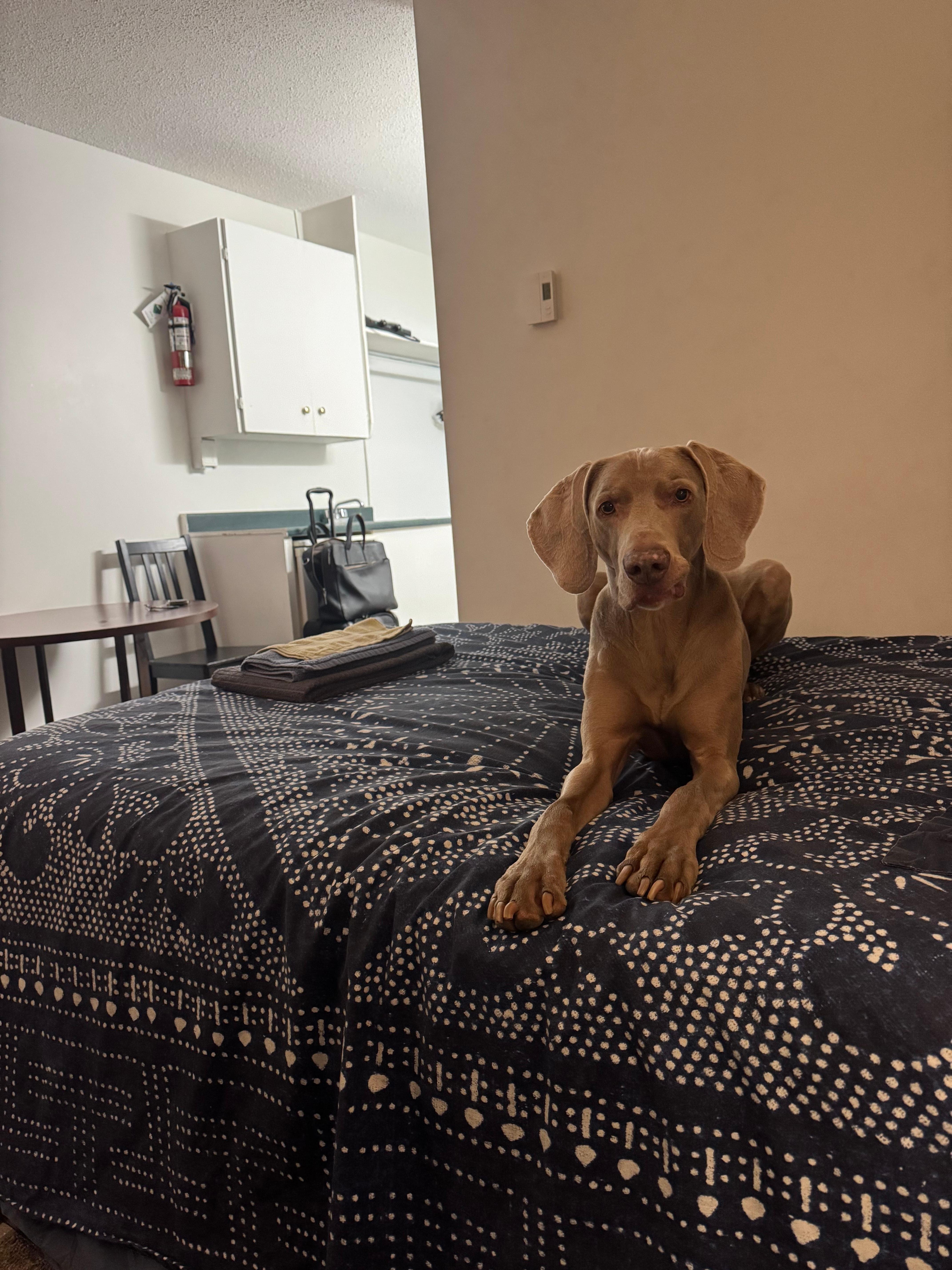 Max loves the motel! 