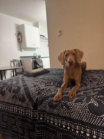 Max loves the motel!