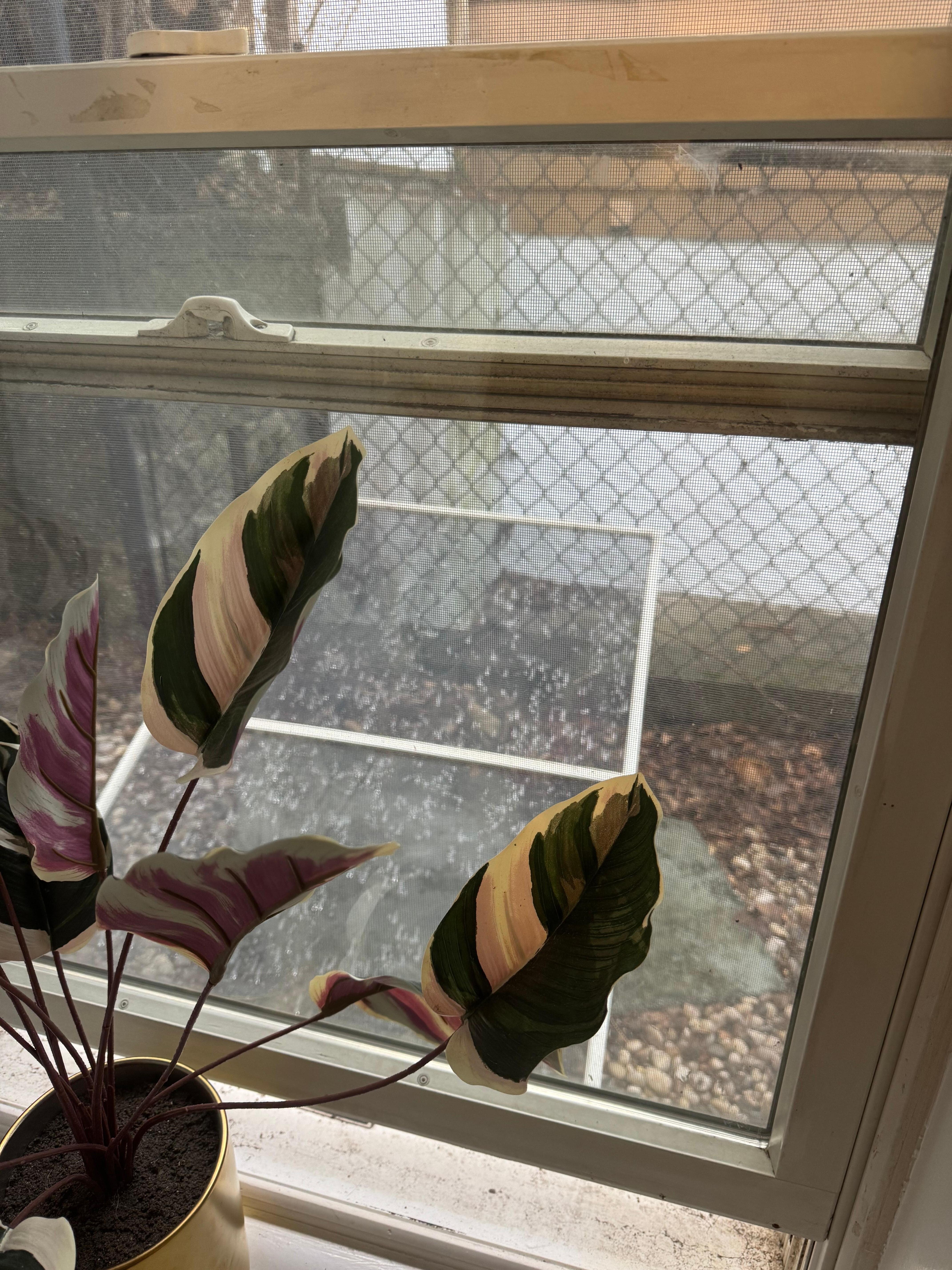 Outside one of the windows 