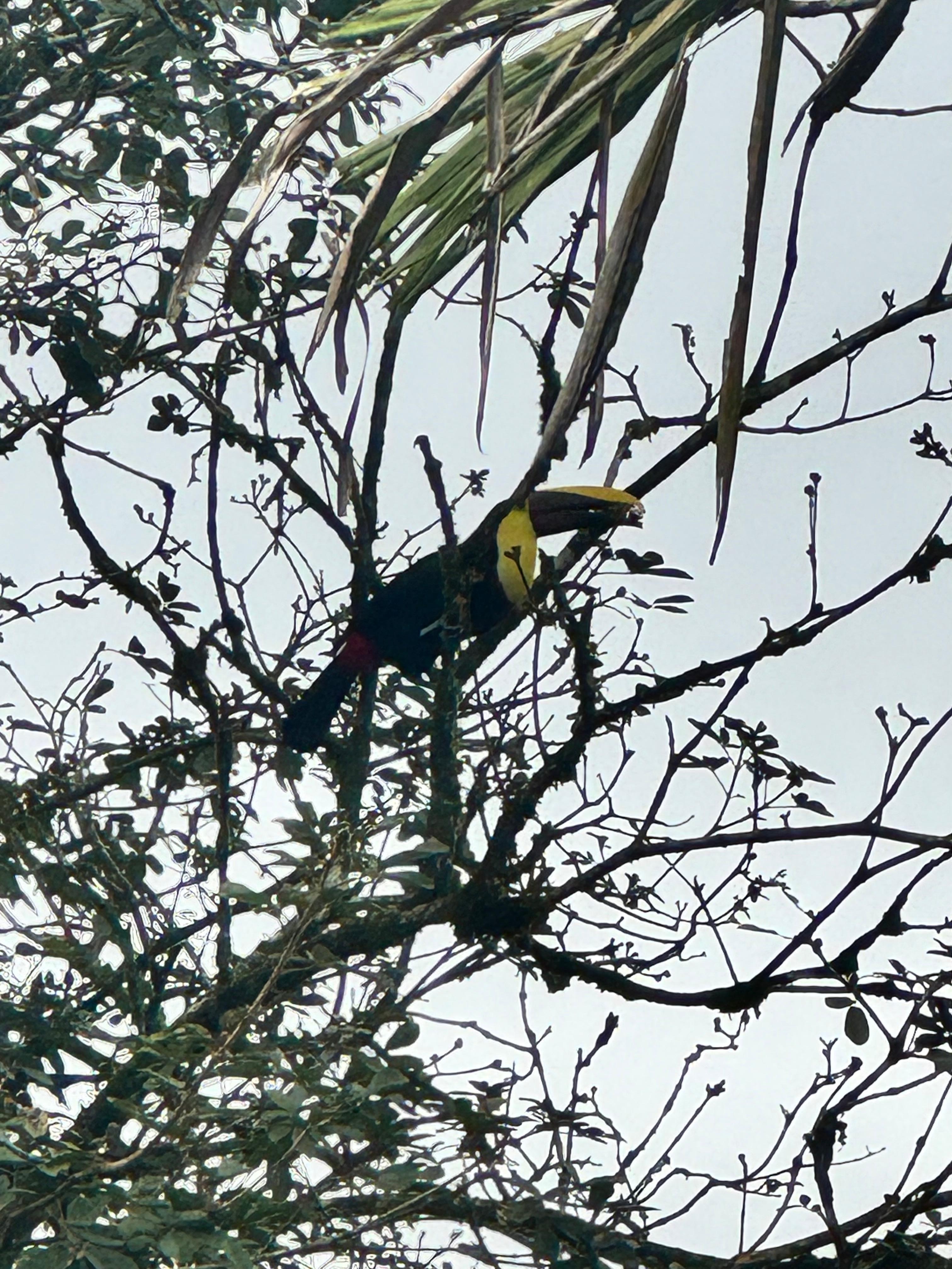Toucan on the property