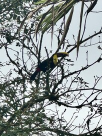 Toucan on the property