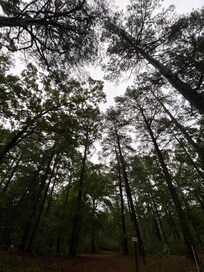 Woods