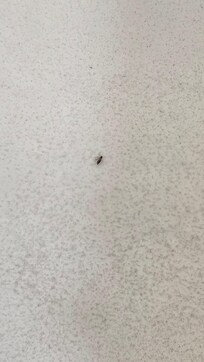 baby roach