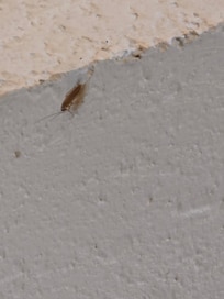 Roach in the room